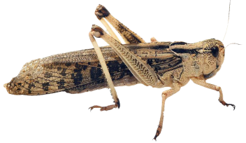 Luttez efficacement contre les ravageurs et maladies grâce à notre système de pulvérisation de précision, ciblée et à haute efficacité.