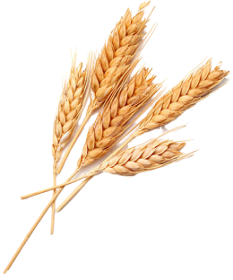 Fournissez à vos cultures les nutriments essentiels dont elles ont besoin pour prospérer, avec une distribution précise et efficace.